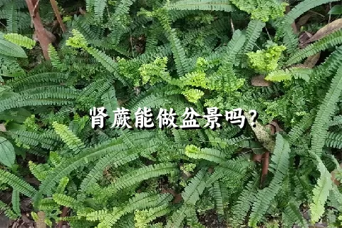 肾蕨能做盆景吗？