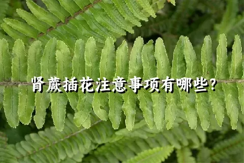 肾蕨插花注意事项有哪些？