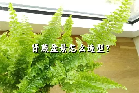 肾蕨盆景怎么造型？