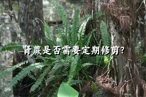 肾蕨是否需要定期修剪？