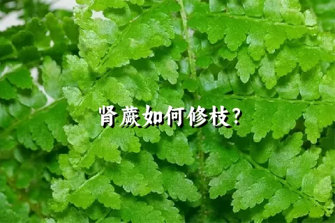 肾蕨如何修枝？