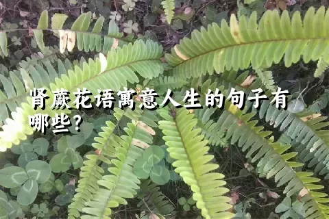 肾蕨花语寓意人生的句子有哪些？