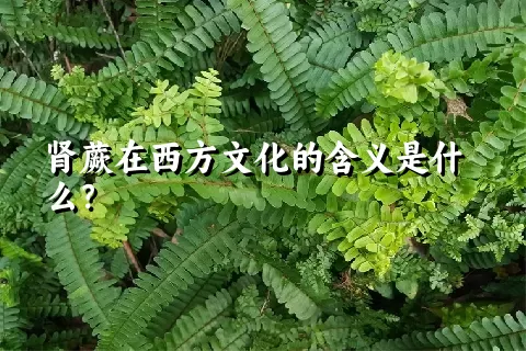 肾蕨在西方文化的含义是什么？