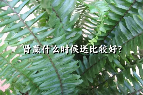 肾蕨什么时候送比较好？