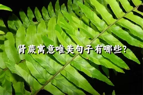 肾蕨寓意唯美句子有哪些？