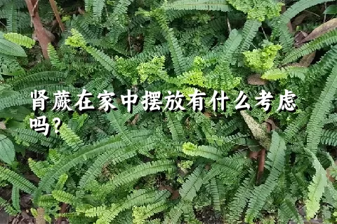 肾蕨在家中摆放有什么考虑吗？