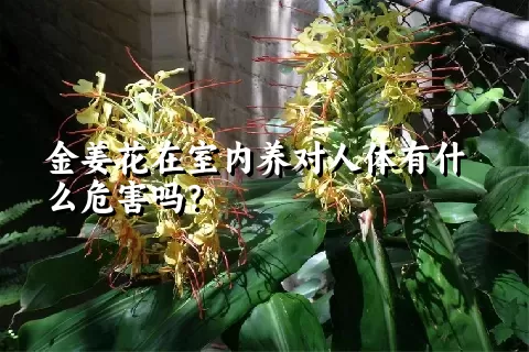 金姜花在室内养对人体有什么危害吗？