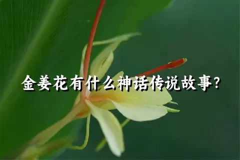 金姜花有什么神话传说故事？