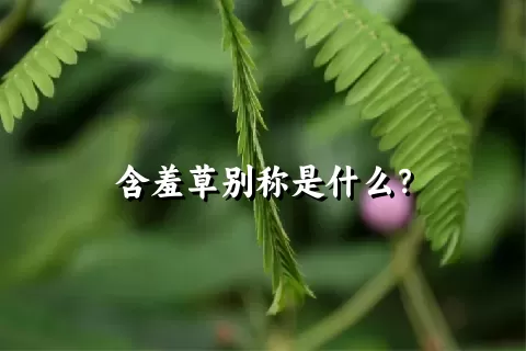 含羞草别称是什么？