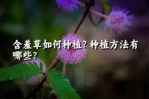 含羞草如何种植？种植方法有哪些？