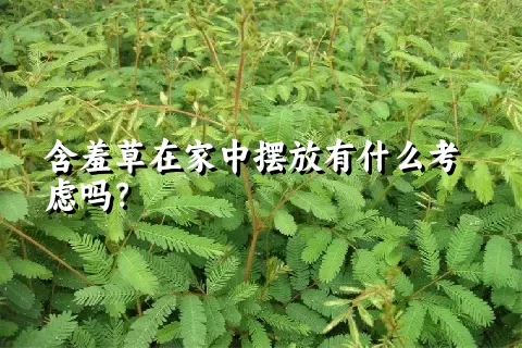 含羞草在家中摆放有什么考虑吗？