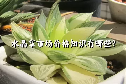 水晶掌市场价格知识有哪些？