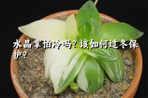 水晶掌怕冷吗？该如何过冬保护？