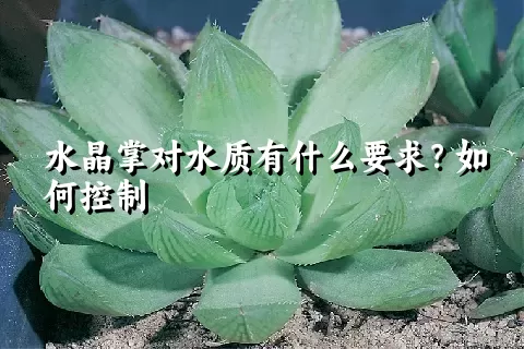 水晶掌对水质有什么要求？如何控制