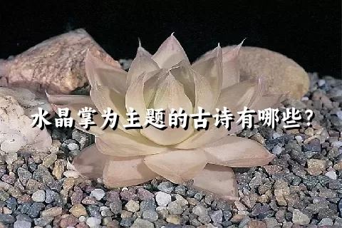 水晶掌为主题的古诗有哪些？