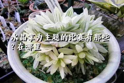 水晶掌为主题的比赛有那些？在哪里