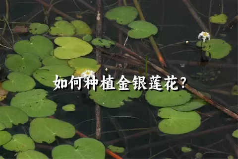 如何种植金银莲花？