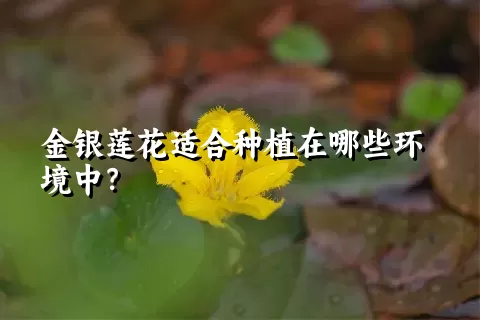 金银莲花适合种植在哪些环境中？