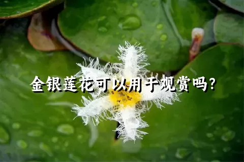 金银莲花可以用于观赏吗？