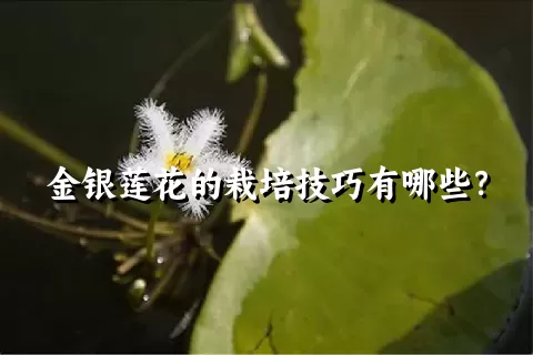 金银莲花的栽培技巧有哪些？