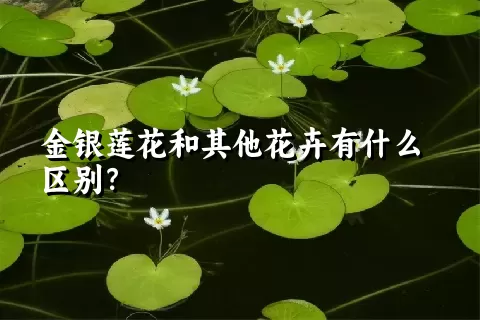 金银莲花和其他花卉有什么区别？
