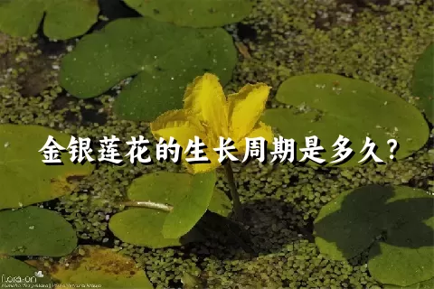 金银莲花的生长周期是多久？