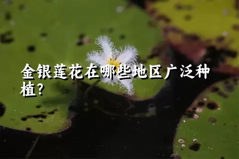 金银莲花在哪些地区广泛种植？