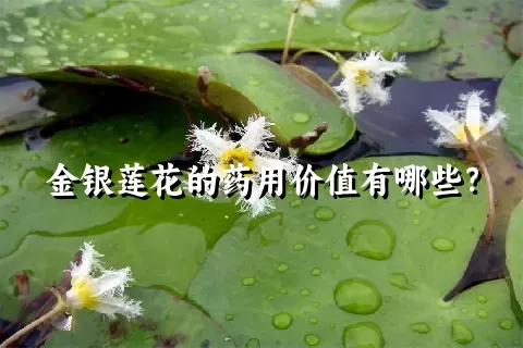 金银莲花的药用价值有哪些？