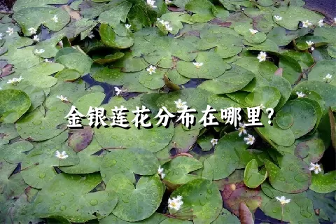 金银莲花分布在哪里?