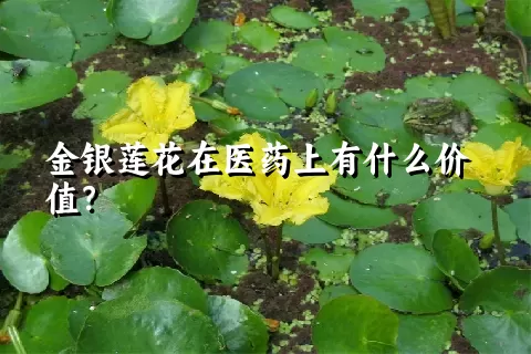 金银莲花在医药上有什么价值？