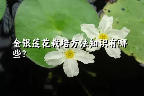 金银莲花栽培方法知识有哪些？