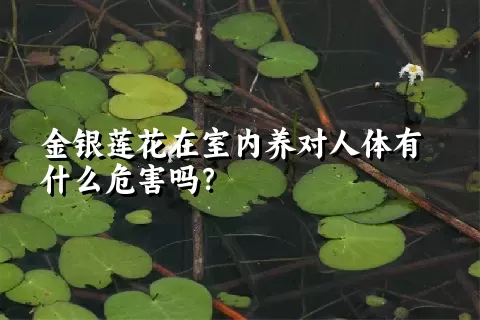 金银莲花在室内养对人体有什么危害吗？