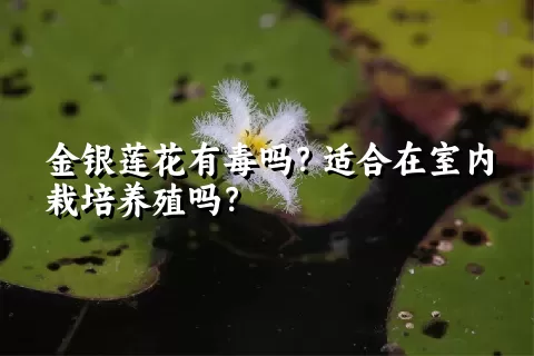 金银莲花有毒吗？适合在室内栽培养殖吗？