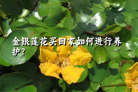金银莲花买回家如何进行养护？