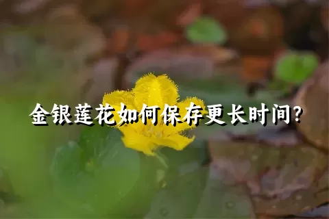 金银莲花如何保存更长时间？