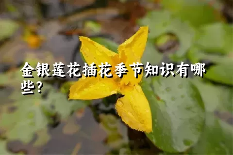 金银莲花插花季节知识有哪些？