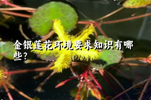 金银莲花环境要求知识有哪些？