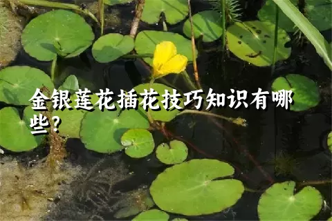 金银莲花插花技巧知识有哪些？