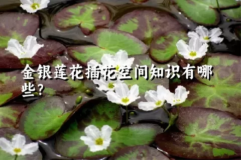 金银莲花插花空间知识有哪些？