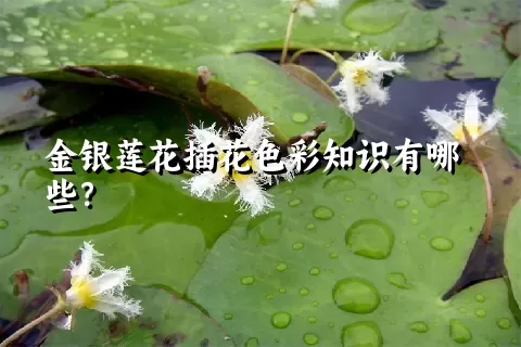 金银莲花插花色彩知识有哪些？