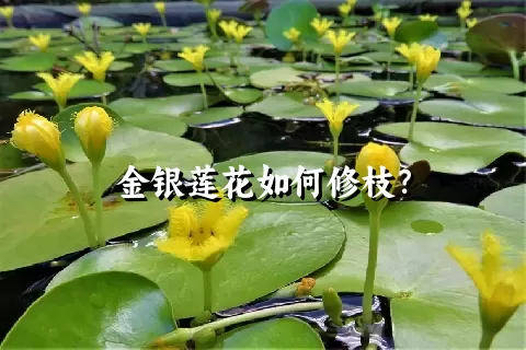 金银莲花如何修枝？