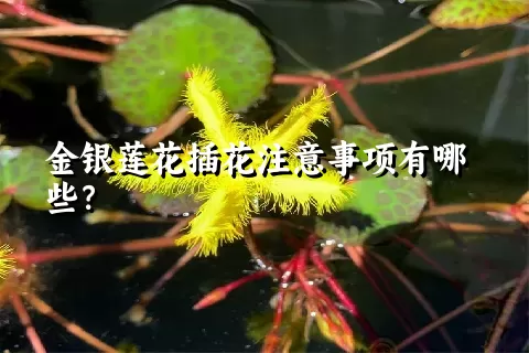 金银莲花插花注意事项有哪些？