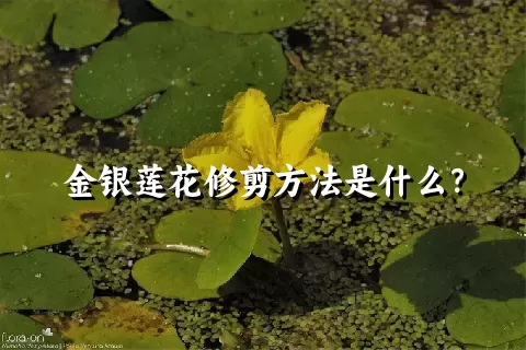 金银莲花修剪方法是什么？