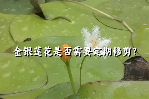 金银莲花是否需要定期修剪？
