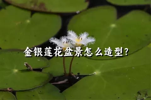 金银莲花盆景怎么造型？