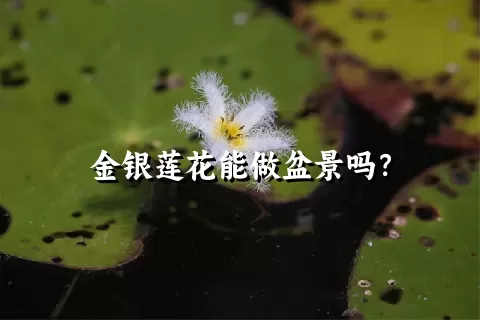 金银莲花能做盆景吗？