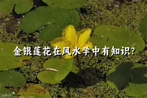 金银莲花在风水学中有知识？