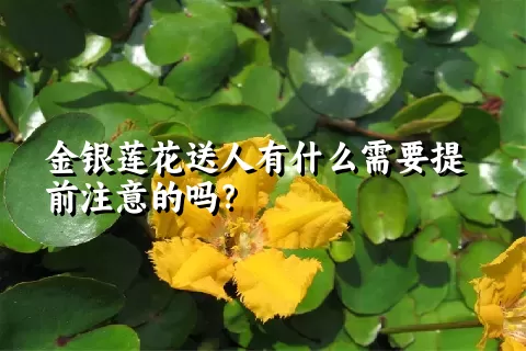 金银莲花送人有什么需要提前注意的吗？