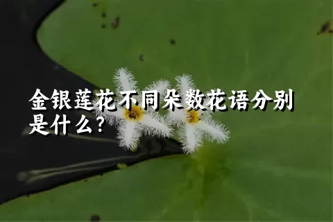 金银莲花不同朵数花语分别是什么？