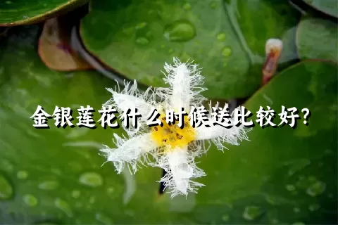 金银莲花什么时候送比较好？